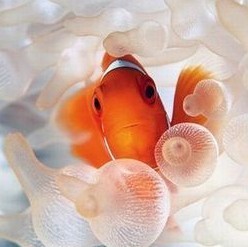 1156129 流年。