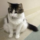 1156366 稀饭鱼的猫