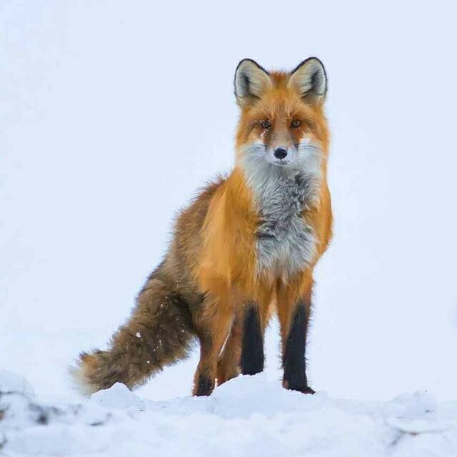 1158612 雪海火狐