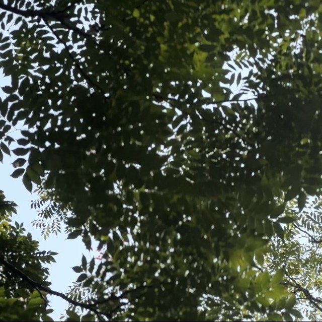1159419 陶陶