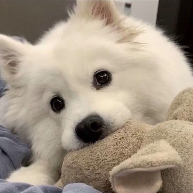 1161221 Holly