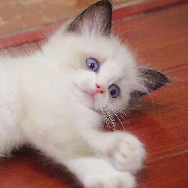1161843 她的猫°