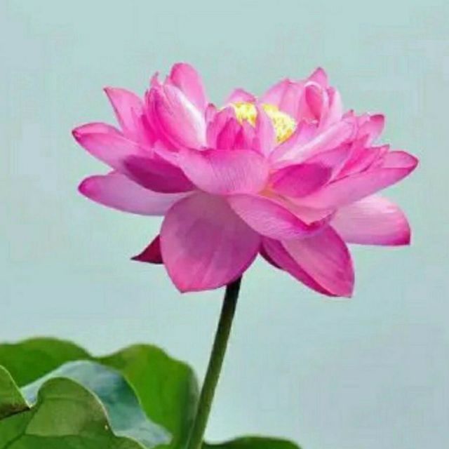 116577 淡若清风