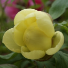 1166330 Loretta