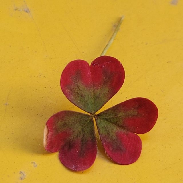 1166345 香缇