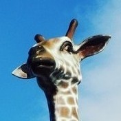 1166953 giraffe