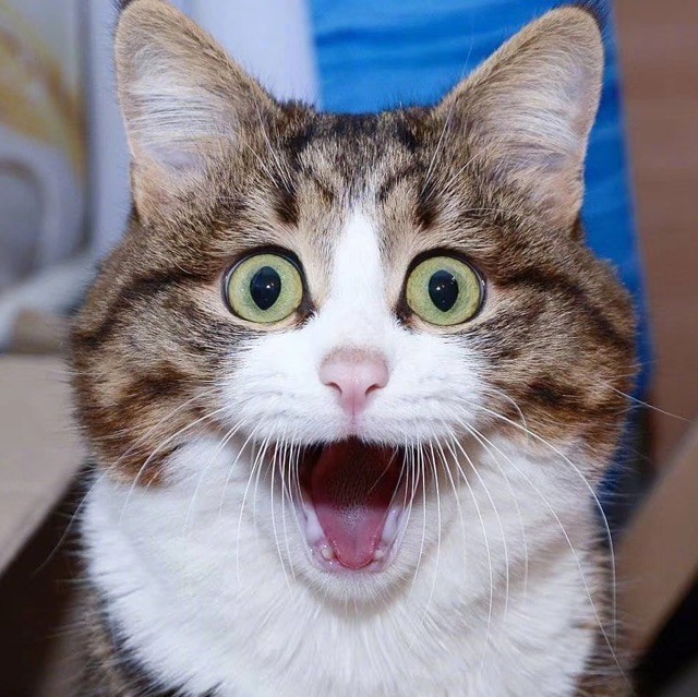1167470 厚猫