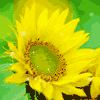 117026 sunlike