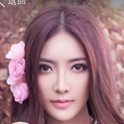 1172318 紫丁香