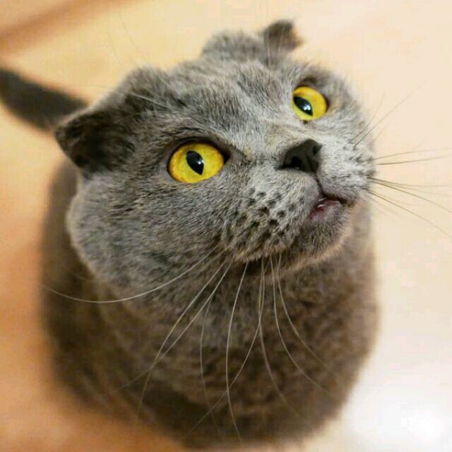 1172512 老嗒埠