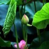 1172533 谁语筝风