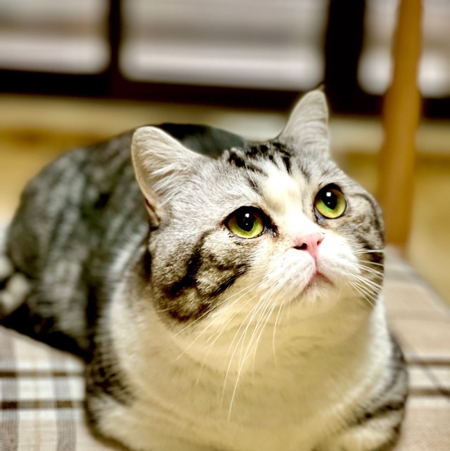 1172860 A*金色轰炸机