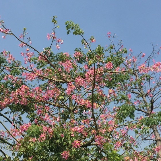 1174045 高高