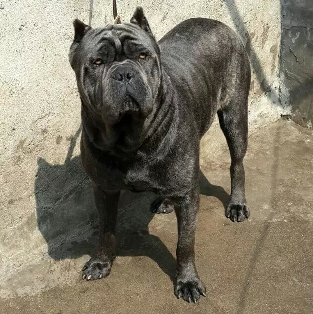 1174333 亿豪【犬舍】