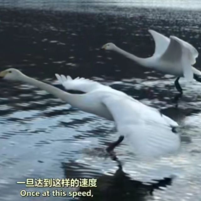 1174883 力度