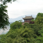 1175423 和平鸽