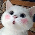 1176570 W钟猫