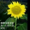 1176597 向日葵