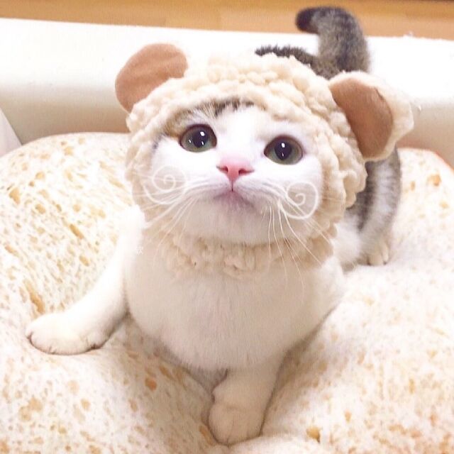1177918 ☆绝怼宠尔灬