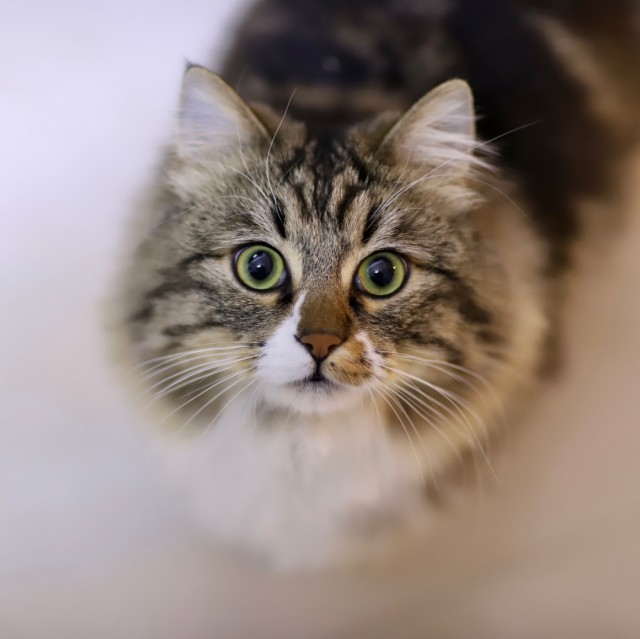 117802 FRANK