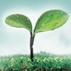117946 稻草人