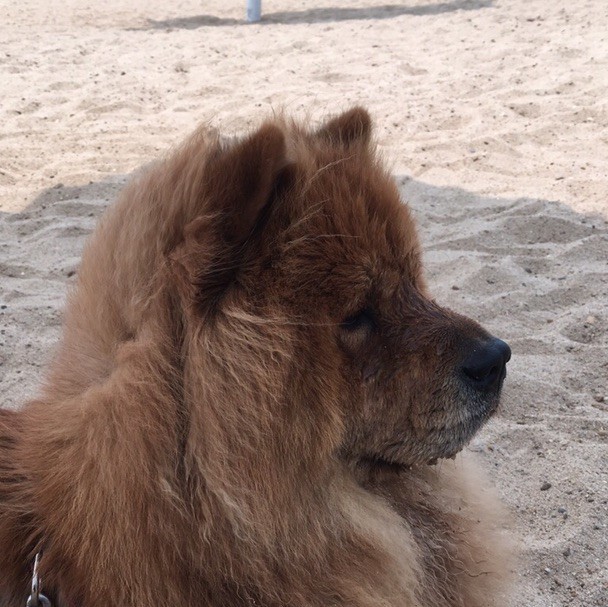 118003 ken
