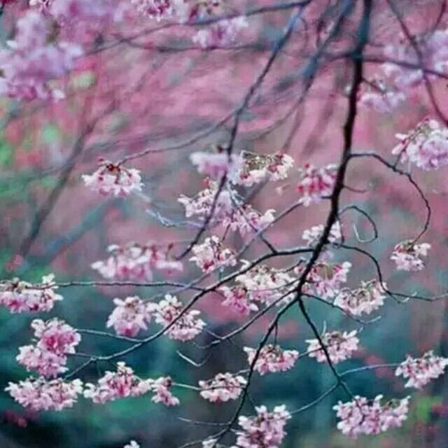 118598 淡淡清茶
