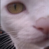 120064 120064