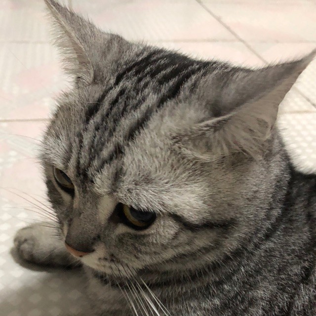 1201178 摩天輪