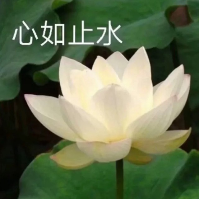 1201296 诗情画意