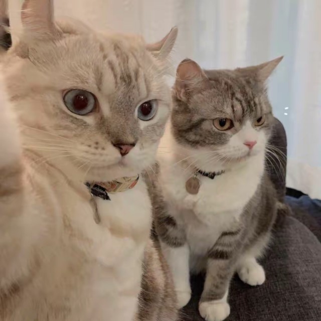 1202909 蓝色