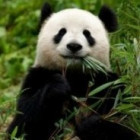 120554 伊梦