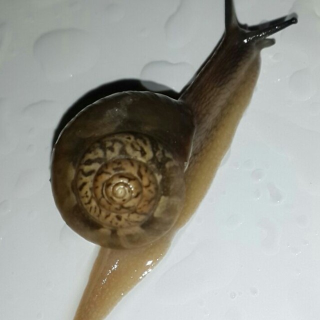 120584 太白金婆