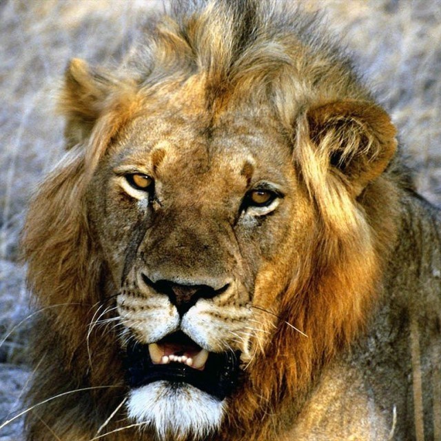 121256 Lion