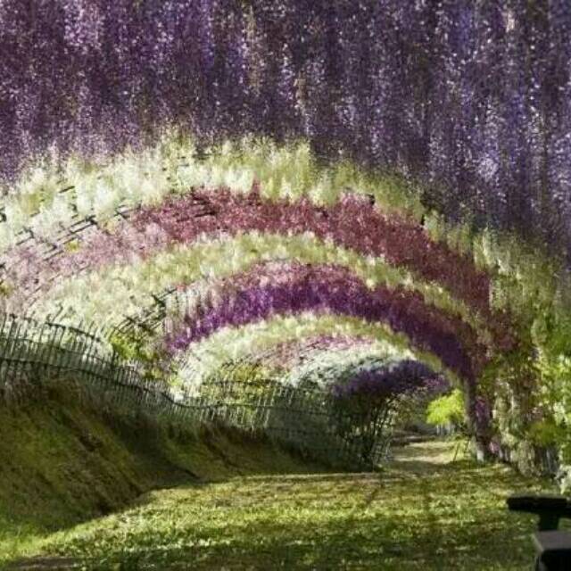 122301 红糖