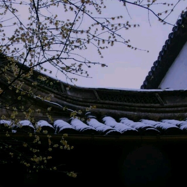 122585 龙牙草