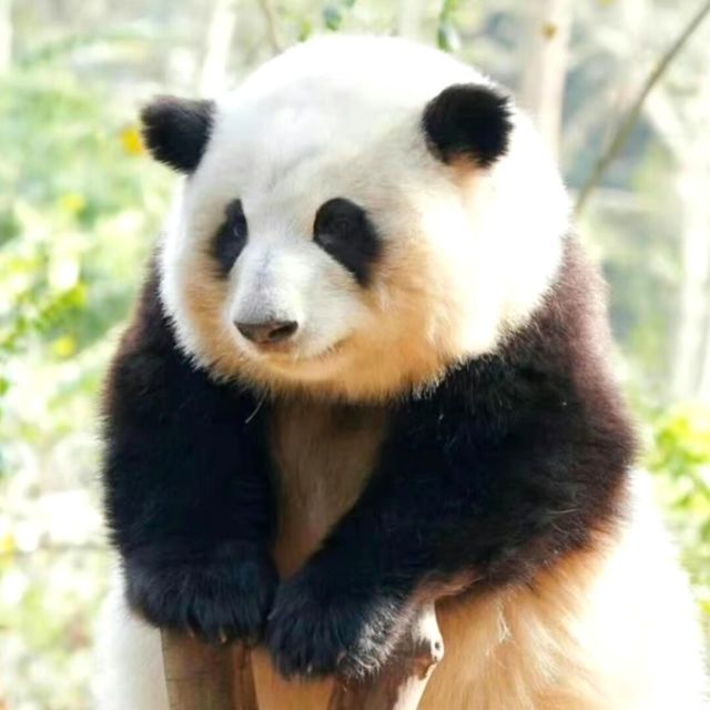 123268 华子