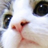 123338 叼着奶嘴儿
