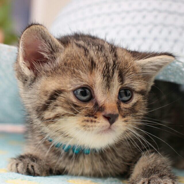 12345894 cat.