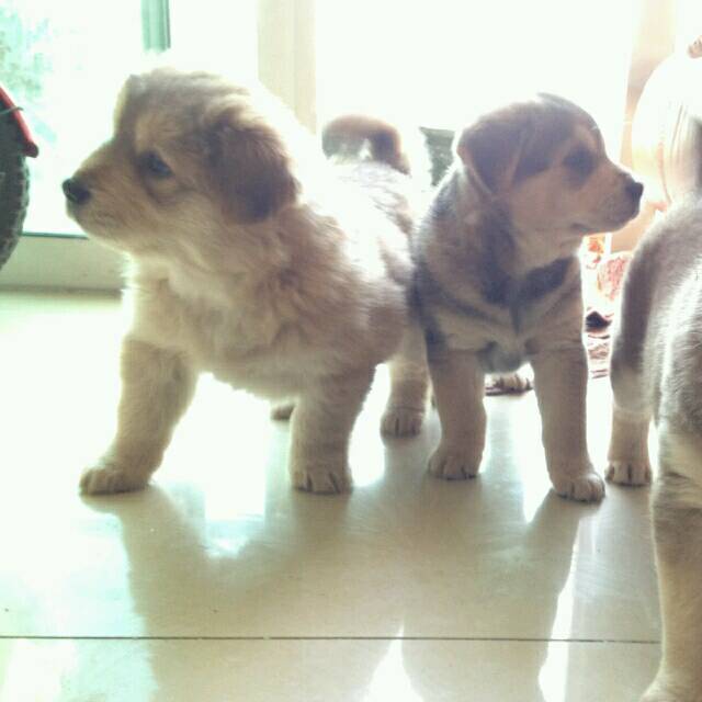 123661 chenlu
