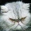 124128 AngryCat