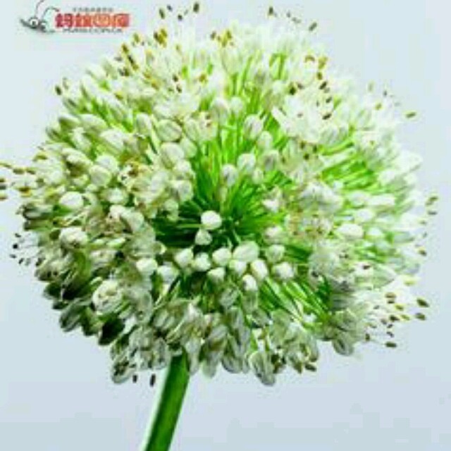 124408 韭菜花