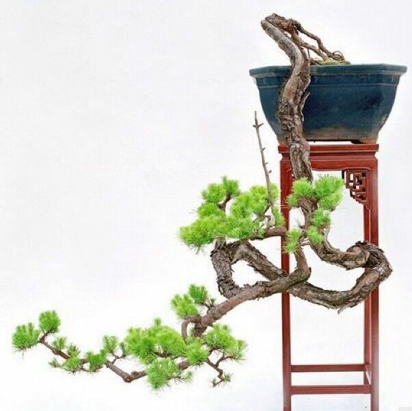 1263957 老寞