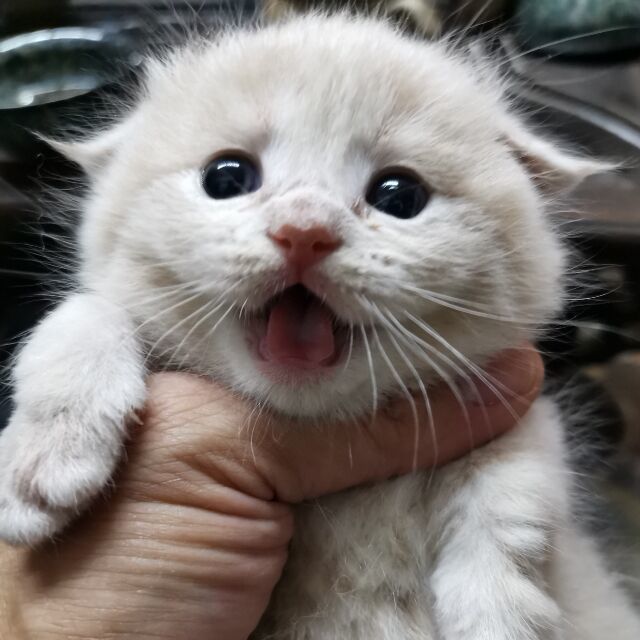 126476 马仔