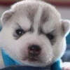 1266456 孤独的颇黎