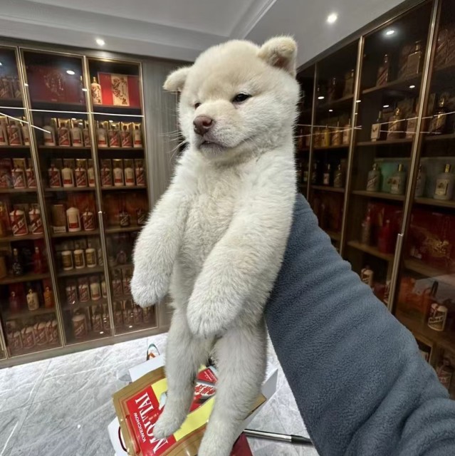 1266621 狐狸