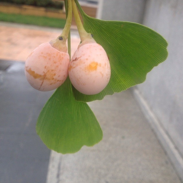 1266969 花雨