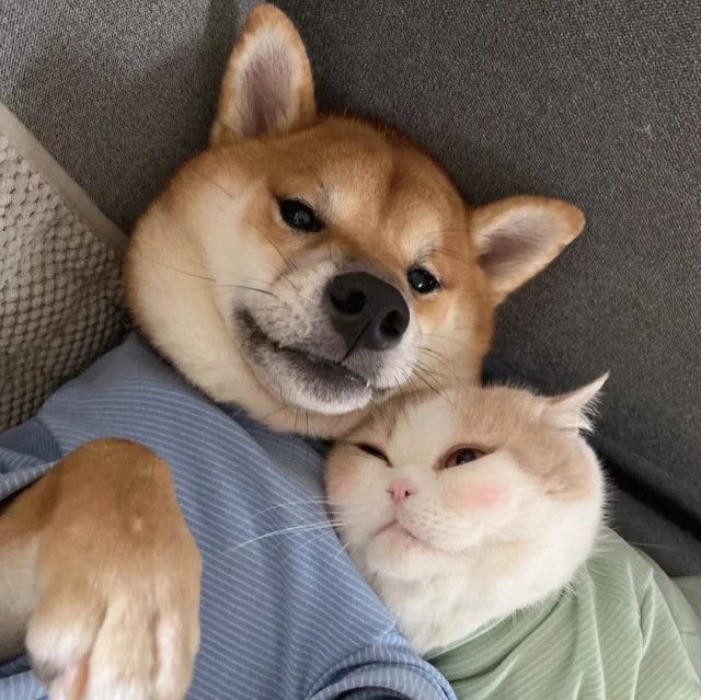 126779 多吉