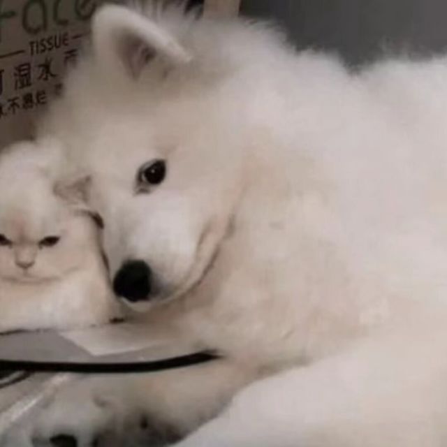 1268225 我是good pupil