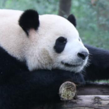 126922 伊斯雷特